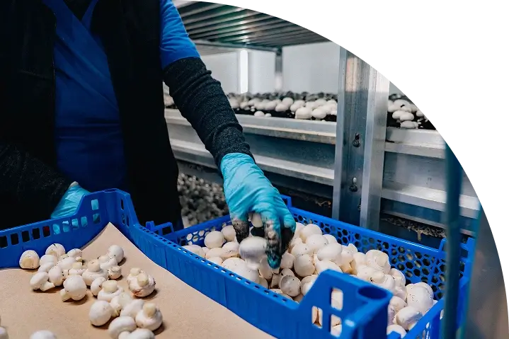 Bodega de cultivo tradicional