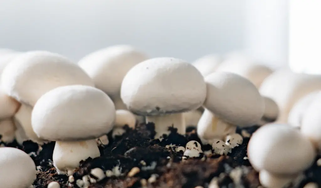 Cada detalle en el proceso