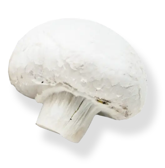 Champiñón blanco