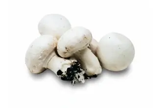 Champiñón con raíz