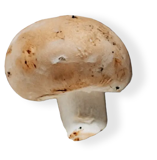 Champiñón Portobello