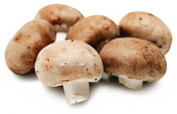 Portobello características