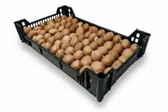 Portobello encarados