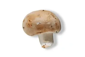 Portobello entero con raíz