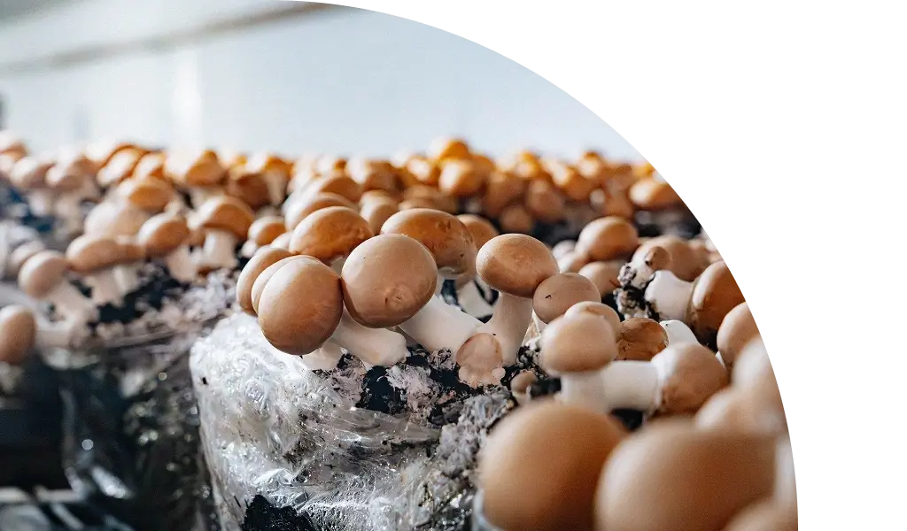 Producción constante