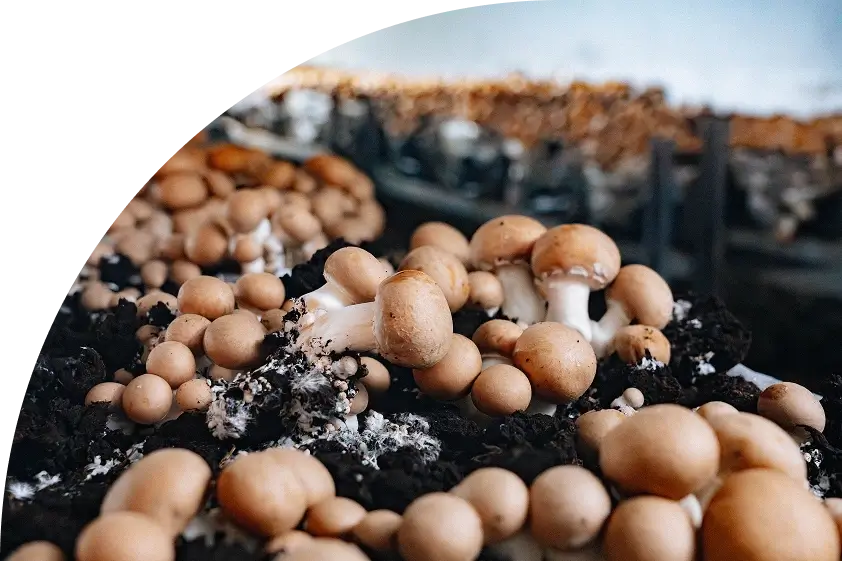 Champiñón portobello