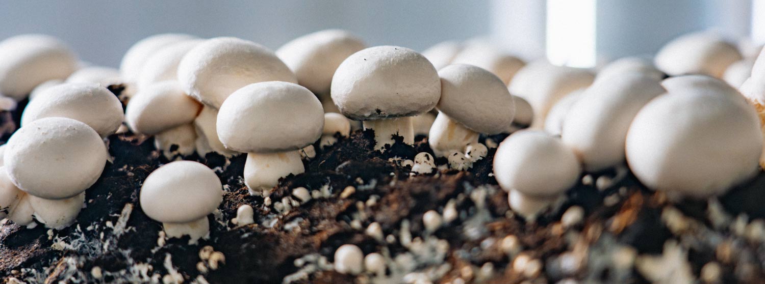 Cómo se cultivan los champiñones del compost al producto final