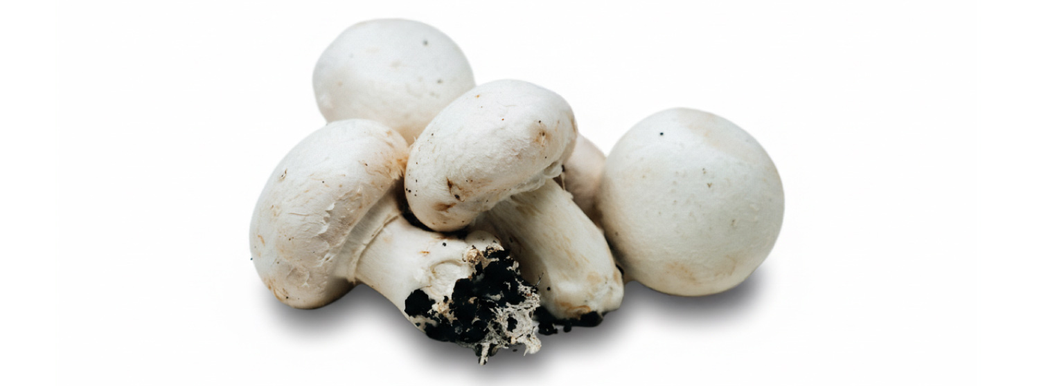 Factores que garantizan la calidad en el cultivo de champiñones