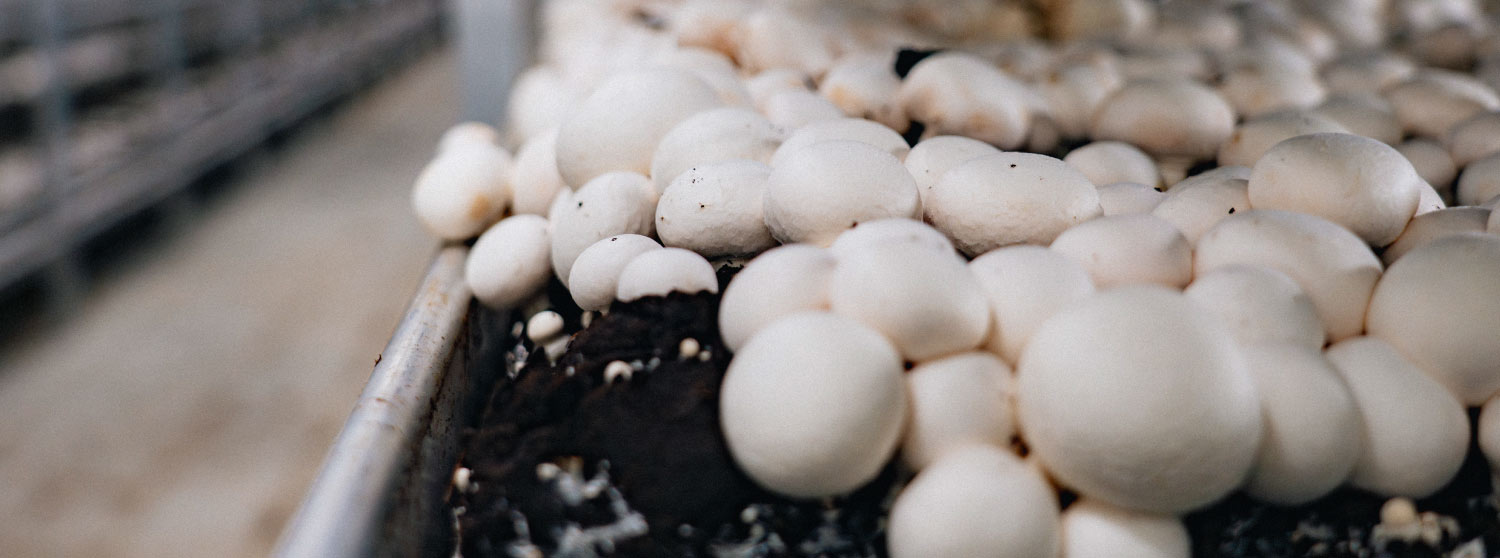 Cómo influye el cultivo en el sabor y textura del champiñón